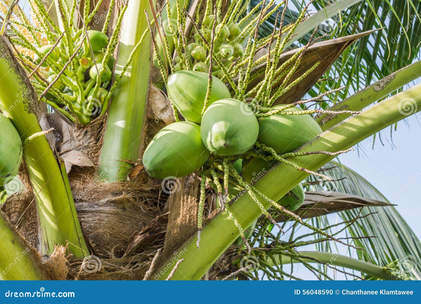 Green young coconuts stock photo. Image of exotic, fresh - 56048590