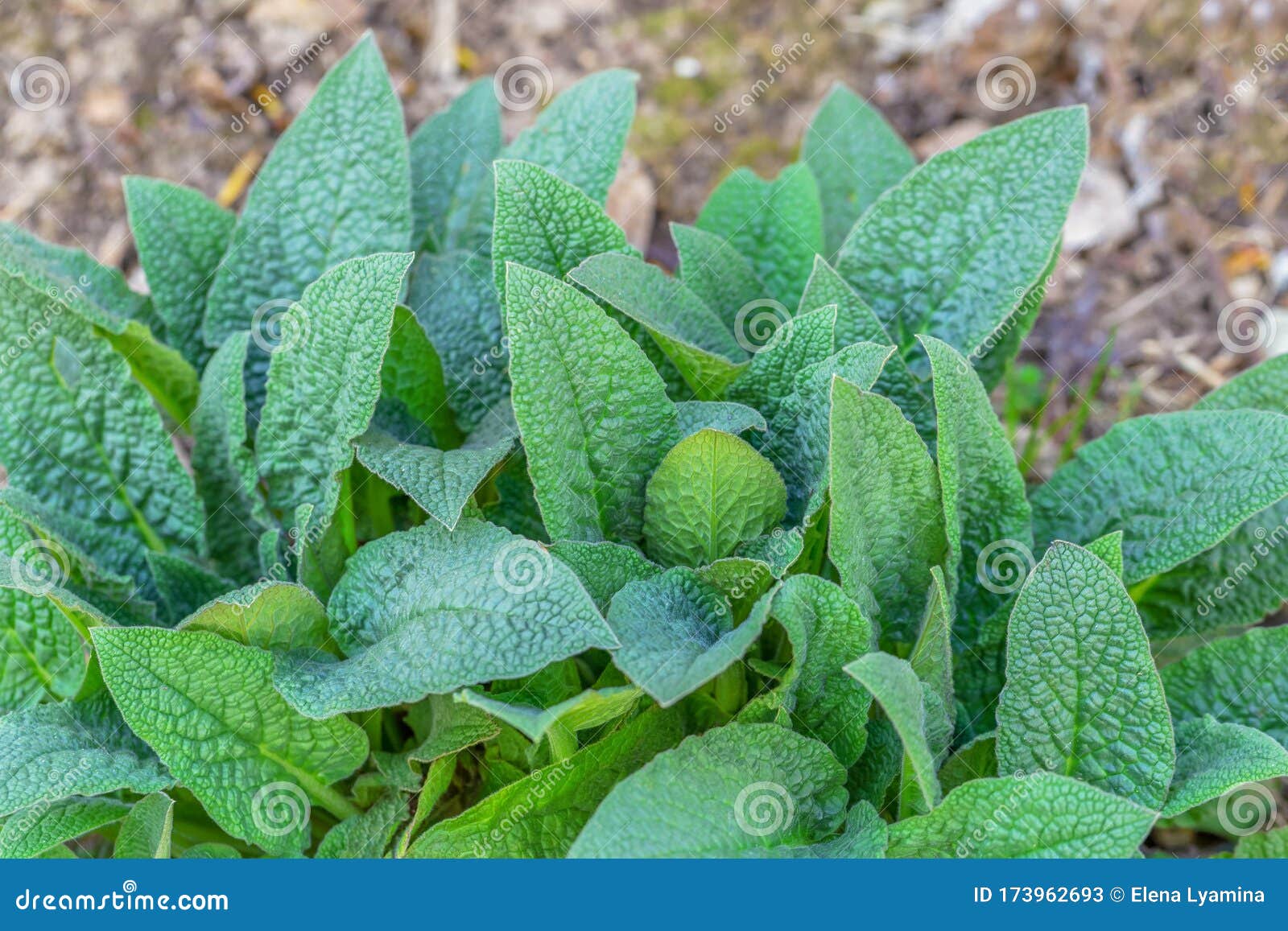 green young leaves of comfrey,symphytum asperum.selective focus.concept of usefulness of plants in medicine, fertilizer for the
