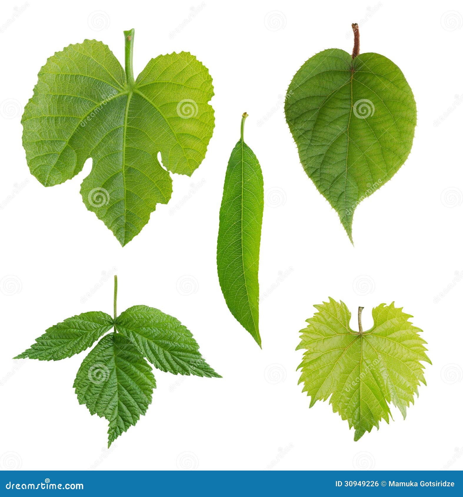Kiwi Tree Images - Browse 8,207 Stock Photos, Vectors, and Video Adobe Stock