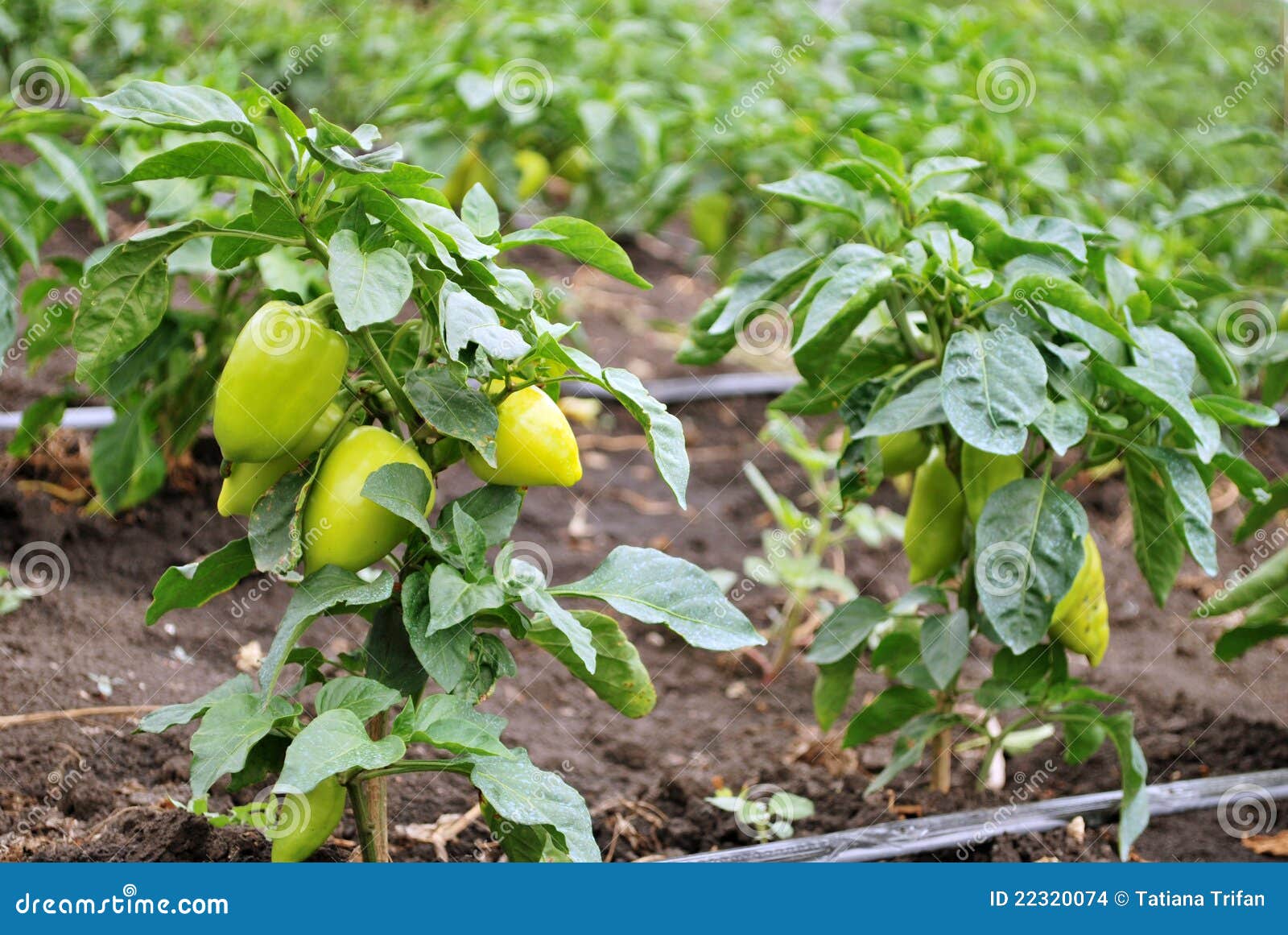 Green young peppers stock photo. Image of business, outdoors 22320074