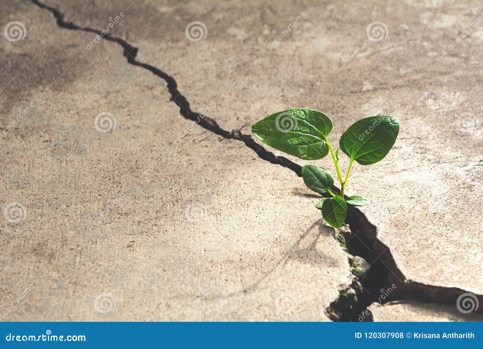 Green Young Plant Growing on the Cement Floor Stock Photo Image of concept, planting 120307908