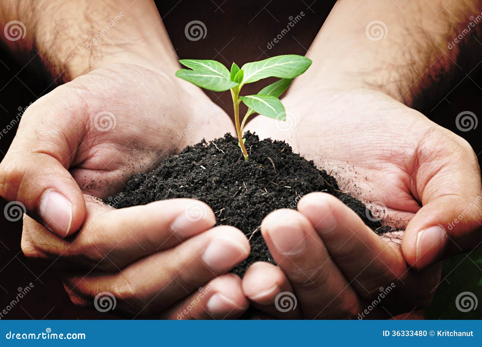 Green Young Plant in the Palms Stock Photo Image of gardening, growth