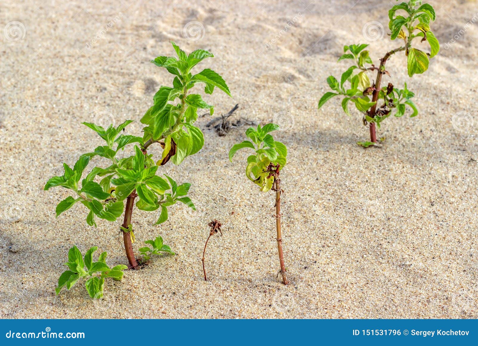 Green Young Plants Grow in the Sand Stock Photo - Image of life