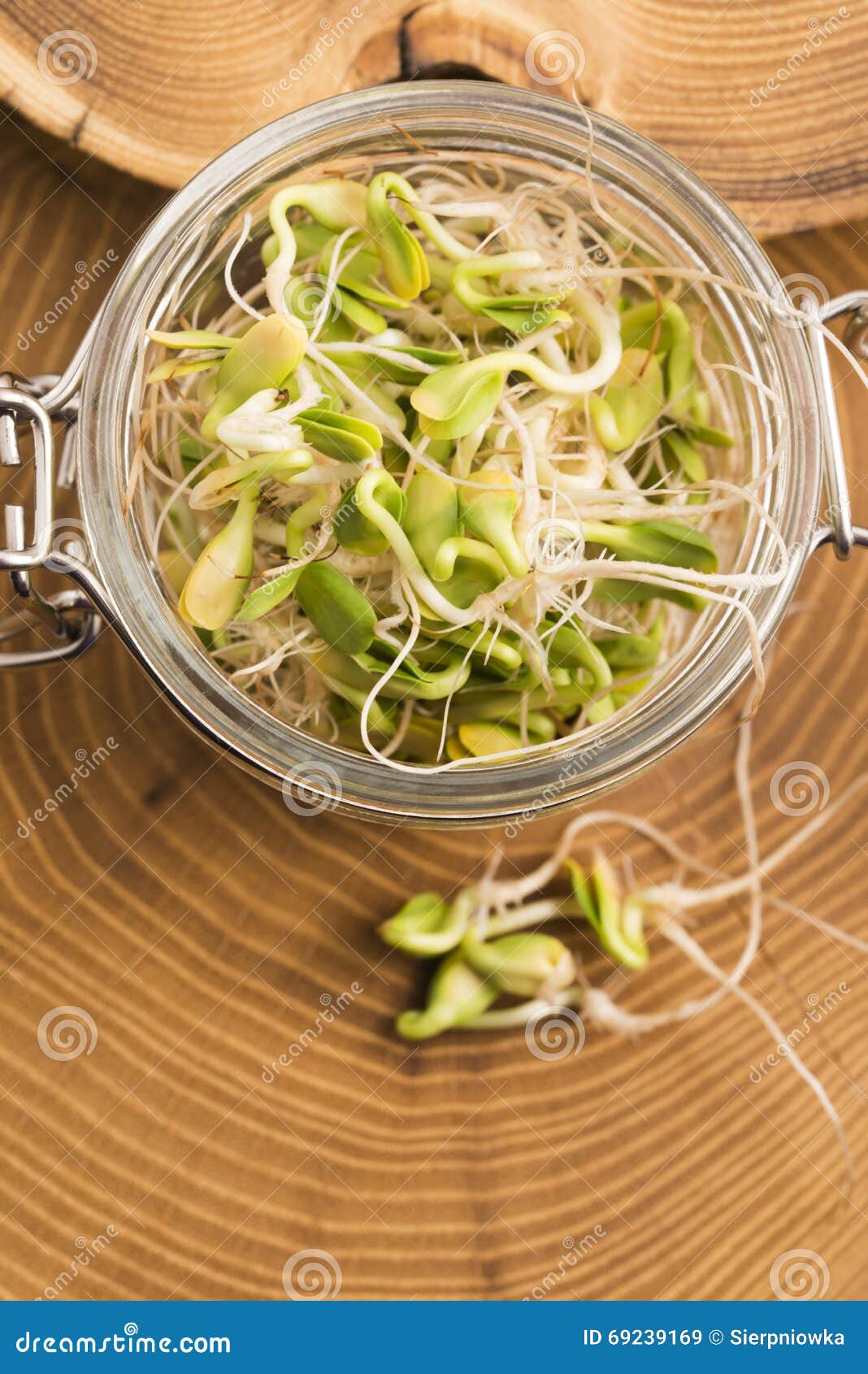 Green Young Sunflower Sprouts Stock Image Image of botanical, health 69239169