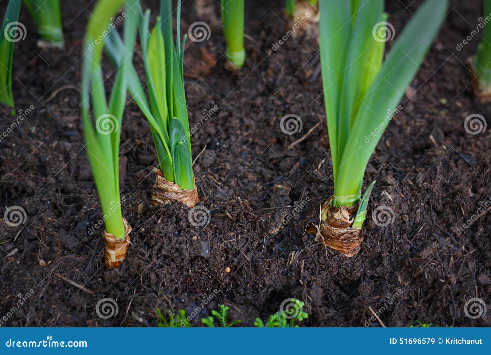 Green Young Tulip Plant with Bulbs in Soil Stock Image Image of black