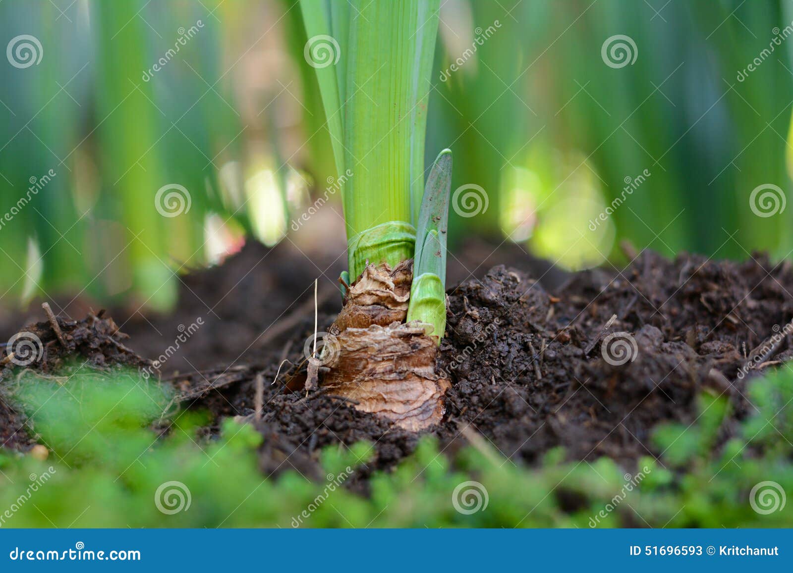 Green Young Tulip Plant with Bulbs in Soil Stock Image Image of dirt