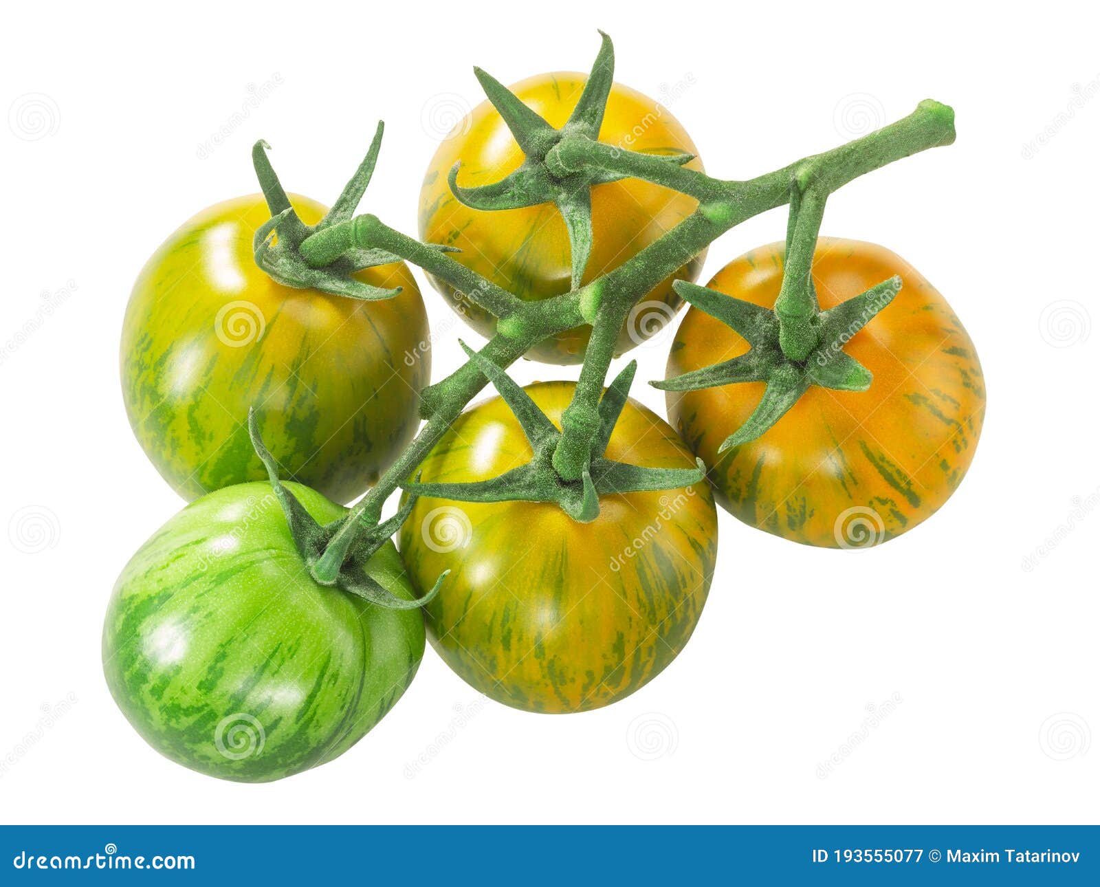 Green Zebra Heirloom Tomatoes on the Vine Cluster, Isolated Stock Image