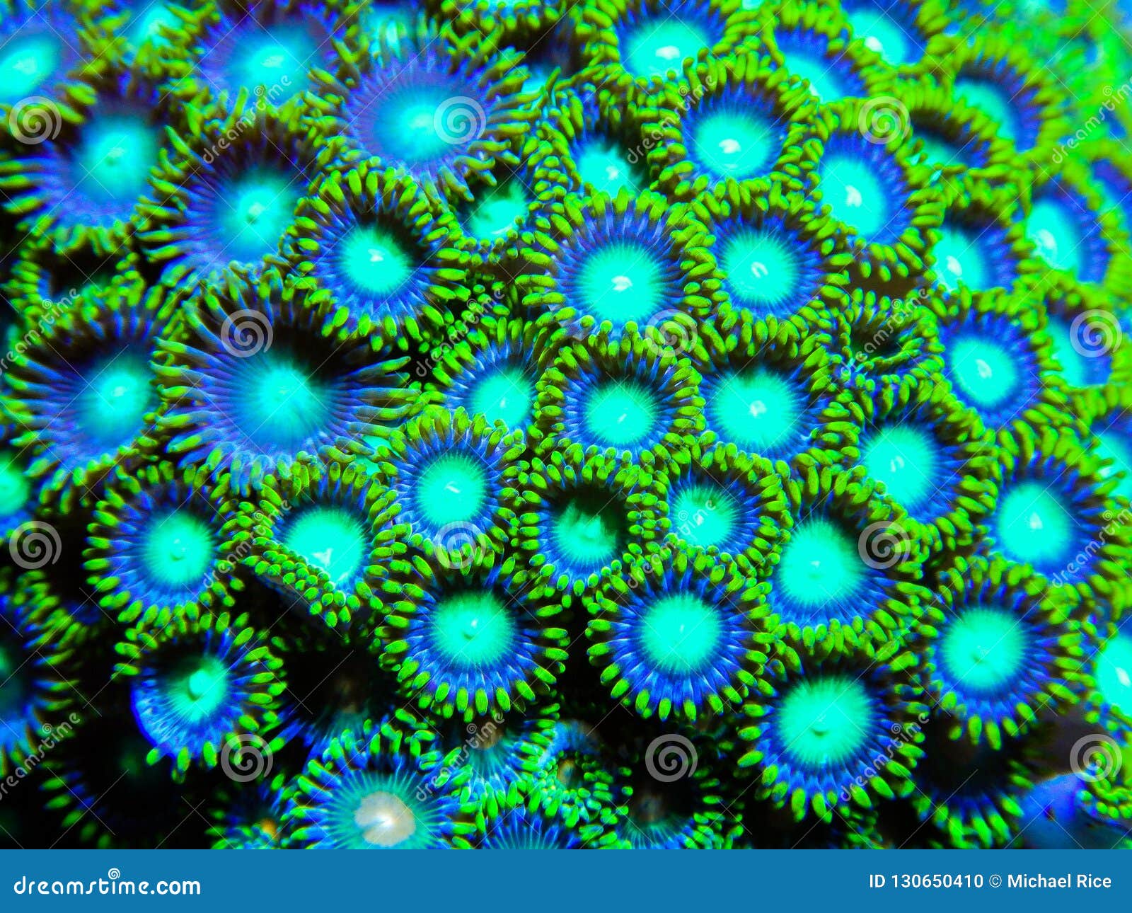 Green zoanthid corals stock photo. Image of screen, green 130650410