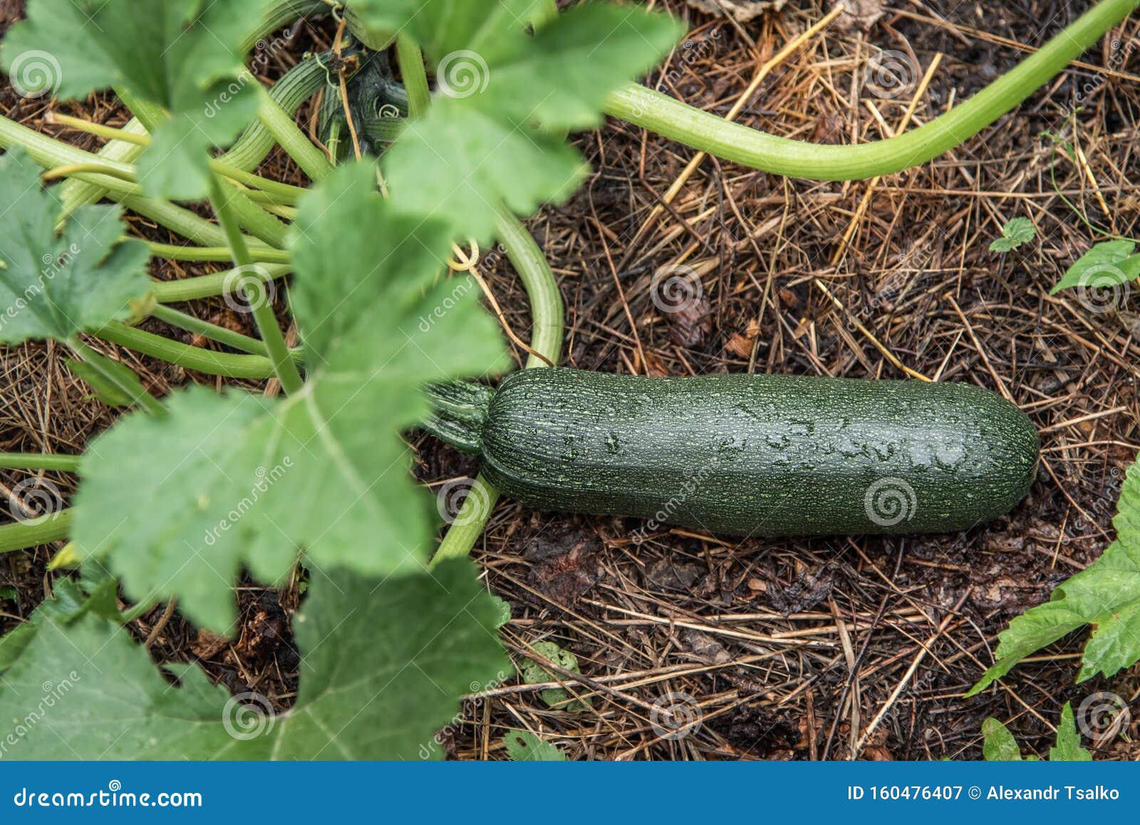 1,579 Zucchini Garden Bed Stock Photos Free & RoyaltyFree Stock