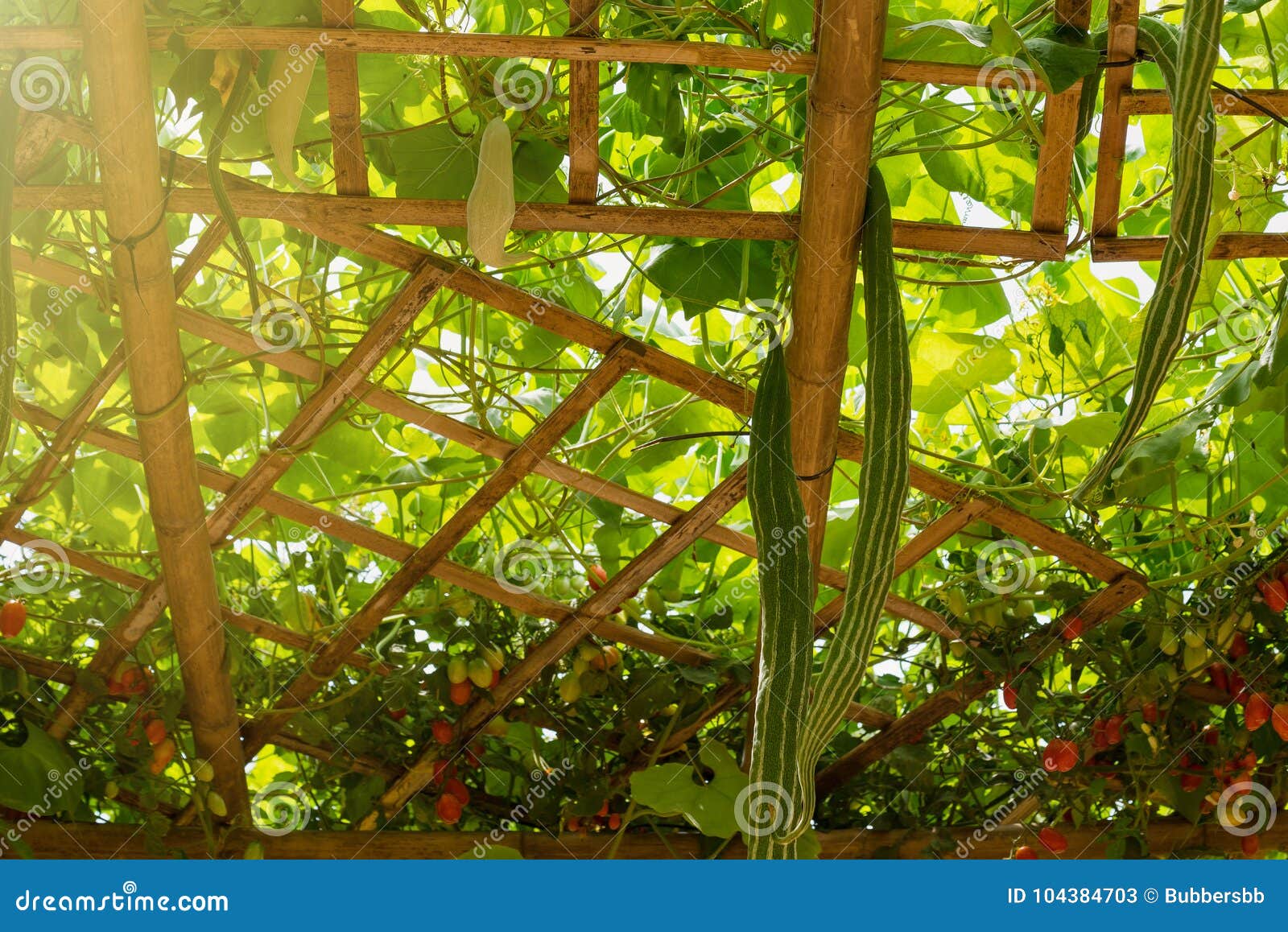 Green Zucchini Hanging on Bamboo Structure.Thailand. Stock Image