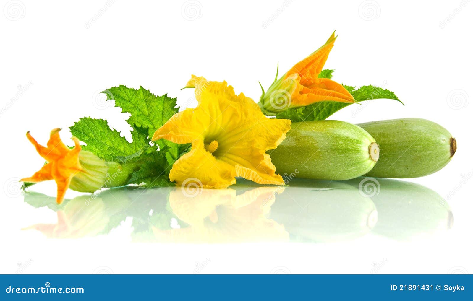 Green Zucchini Leaves and Flower Stock Image Image of organic, garden