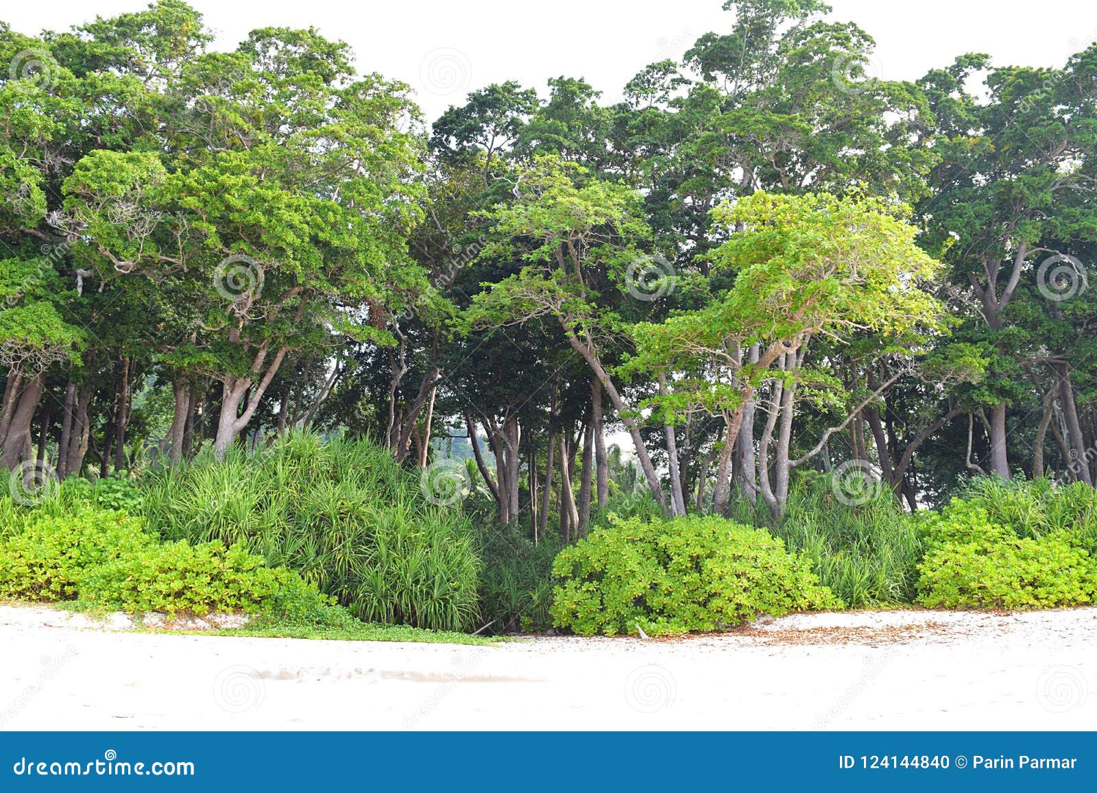greenery all around - trees, shrubs, and grass - green earth - tropical littoral forest