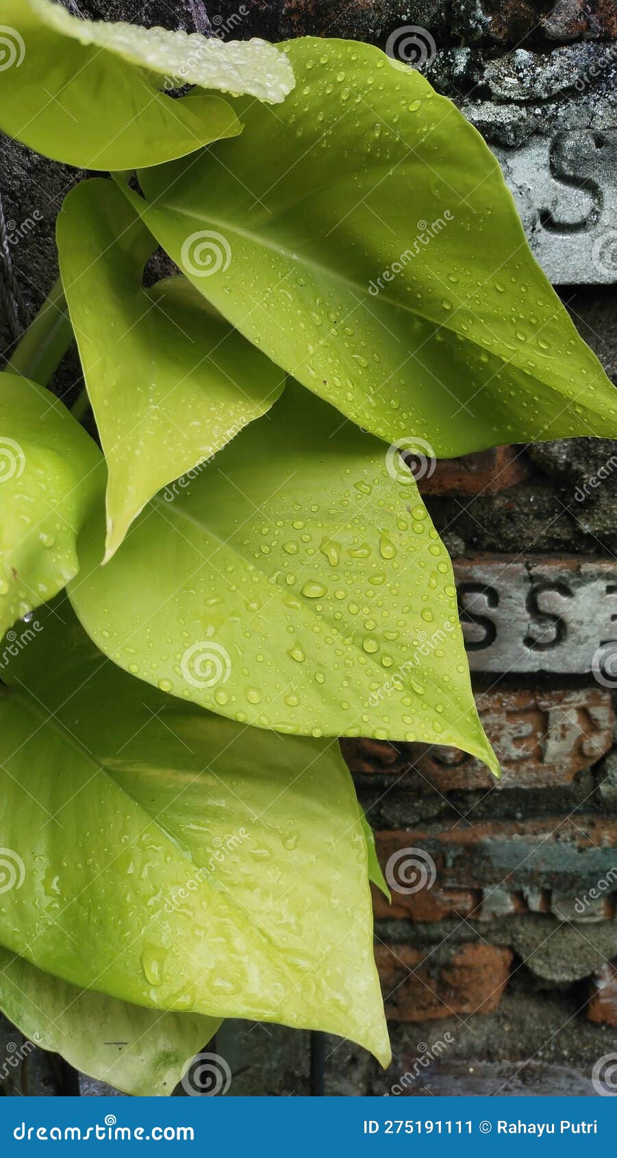 Greenery at Its Best Exploring the Beauty and Benefits of Climbing