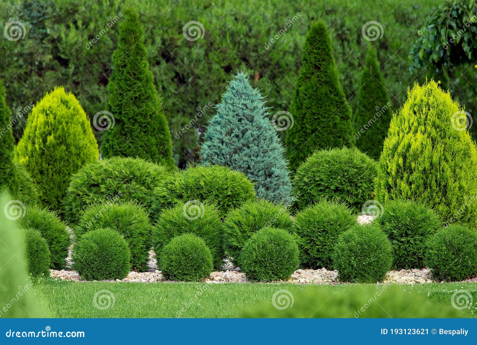 greenery landscaping of a backyard garden with evergreen thuja.