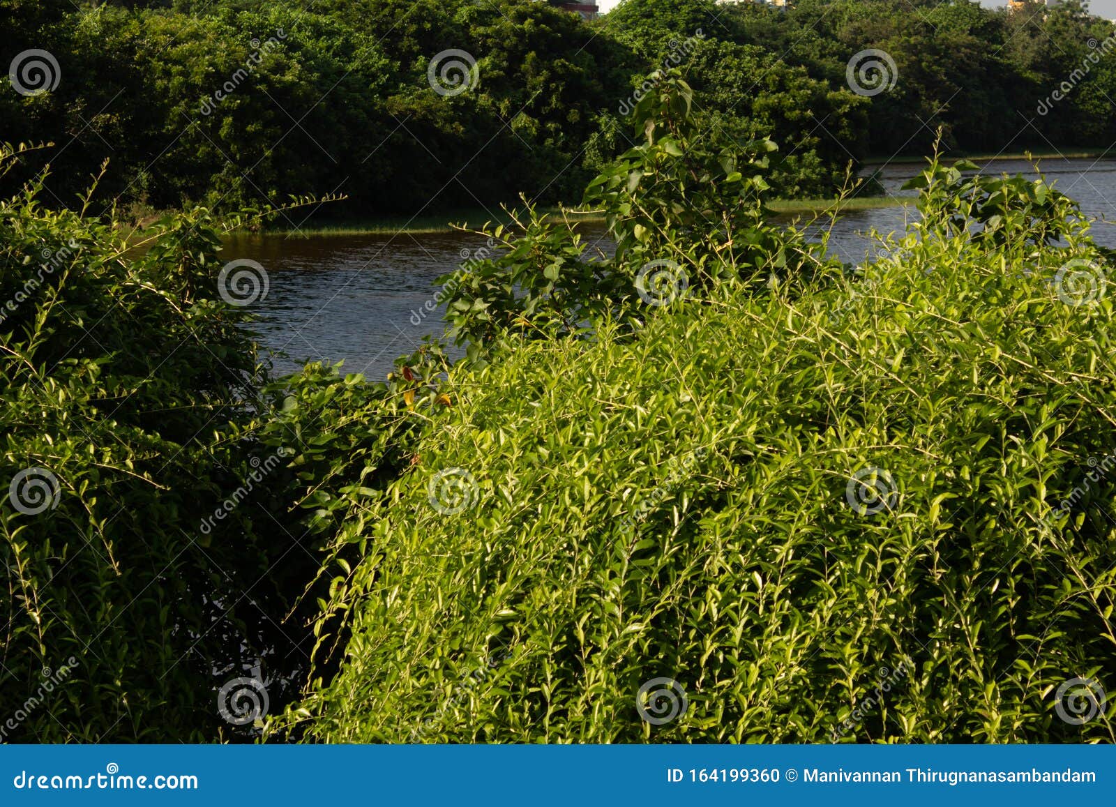 Greenery of Lush Vegetation and Freshwater in a Park Stock Photo ...