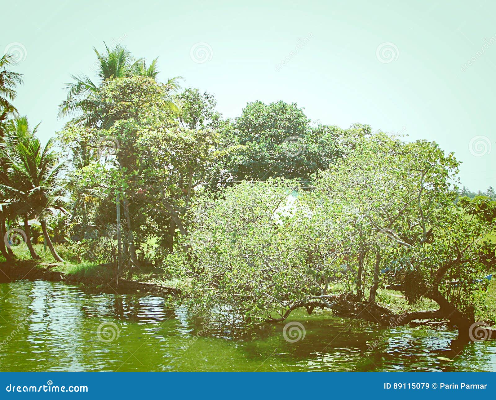 Greenery - Trees at Shore of Backwaters Stock Image - Image of flora ...