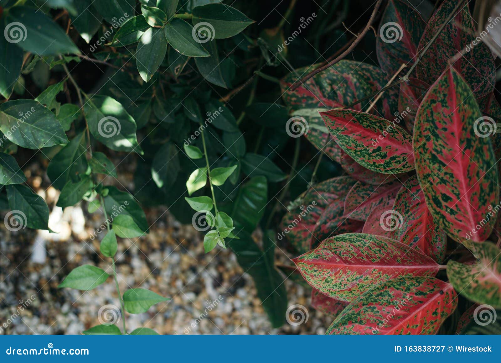 10 Beautiful Gardens With Tropical Plants Youtube