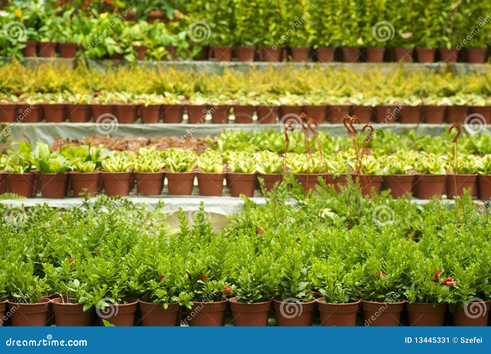 Greenhouse stock image. Image of floral, cultivation 13445331