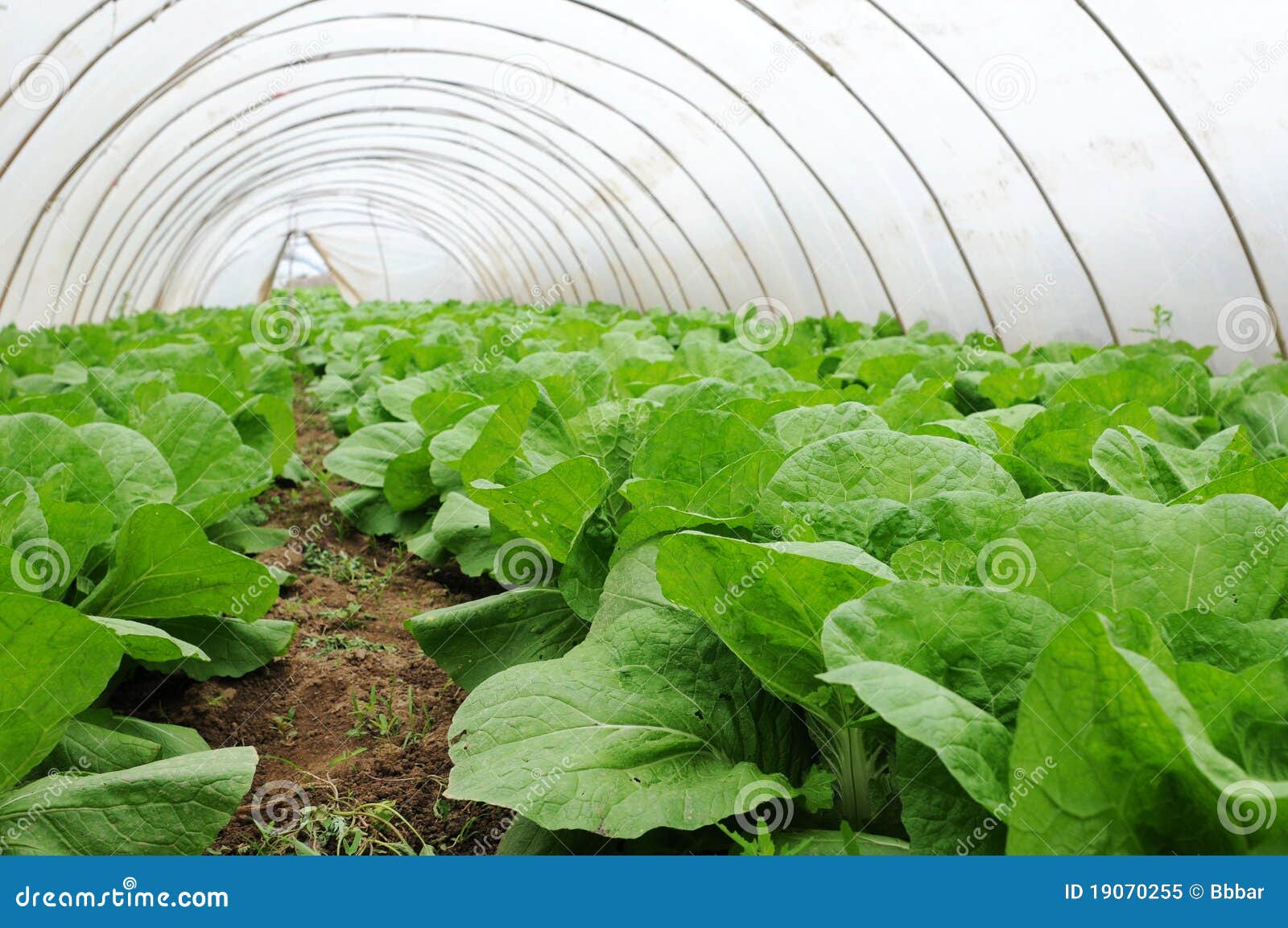 Greenhouse stock image. Image of gardening, cultivation 19070255