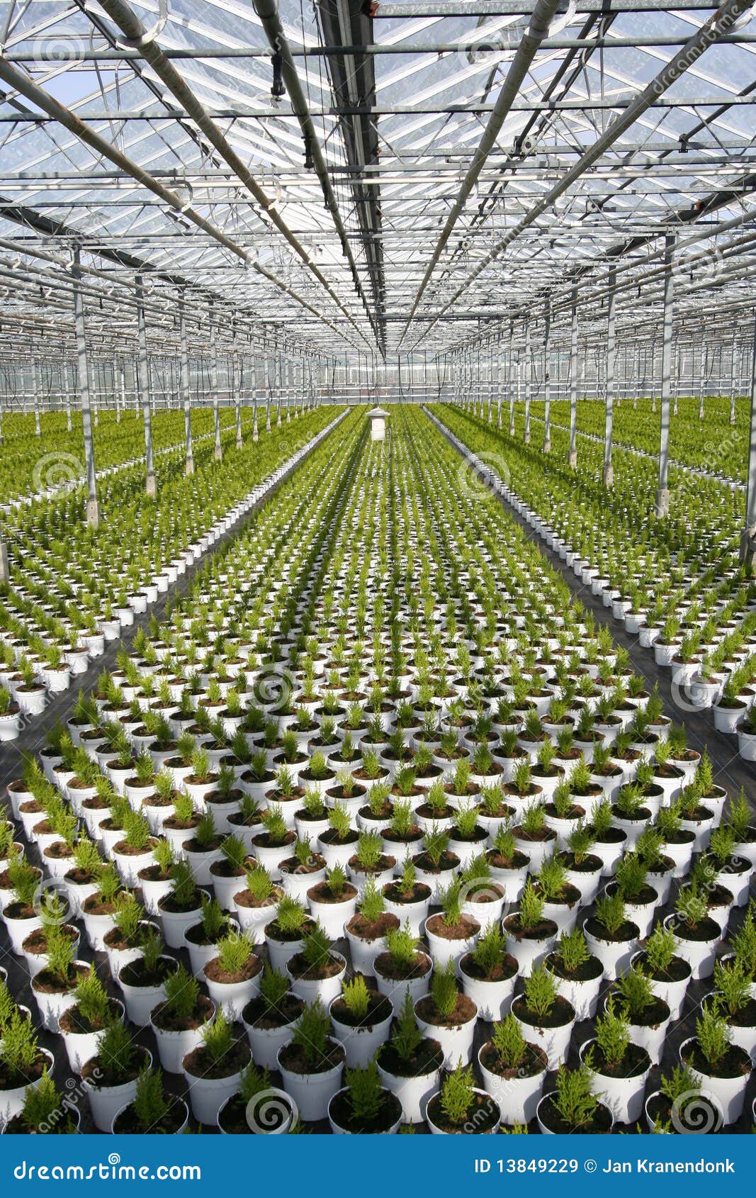 greenhouse conifers