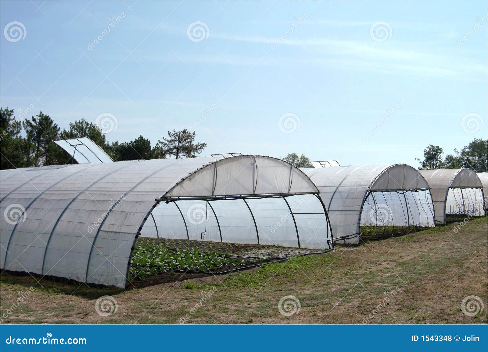 greenhouse with cultivated fresh vegetables