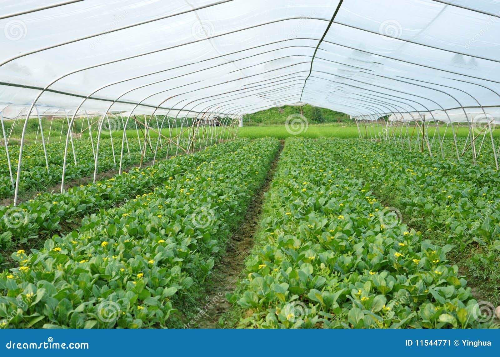 Greenhouse Cultivation Of Blackberries. Rows Of Blackberries In A