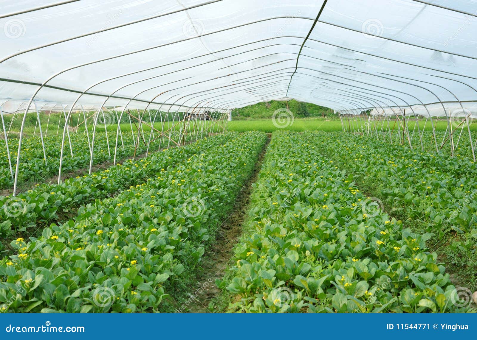 greenhouse cultivation