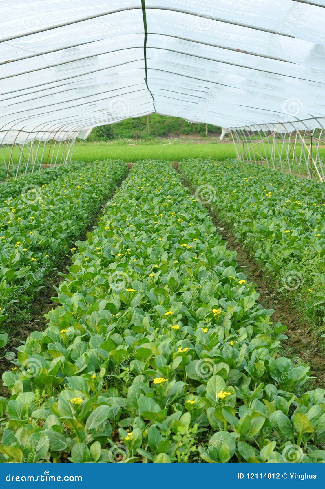 Greenhouse Cultivation Of Blackberries. Rows Of Blackberries In A
