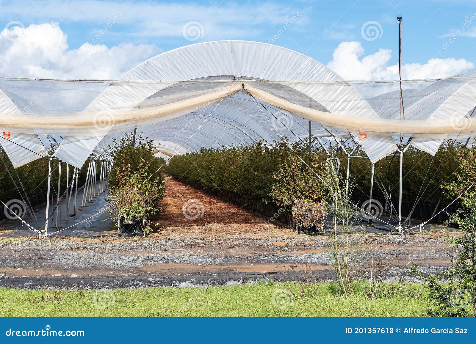 Greenhouse Cultivation of Blackberries. Rows of Blackberries in a