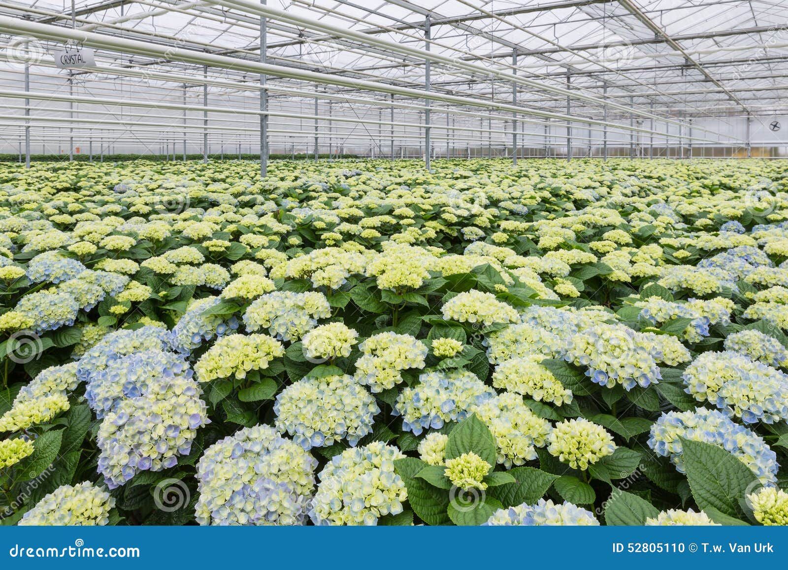 Greenhouse Cultivation Of Blackberries. Rows Of Blackberries In A
