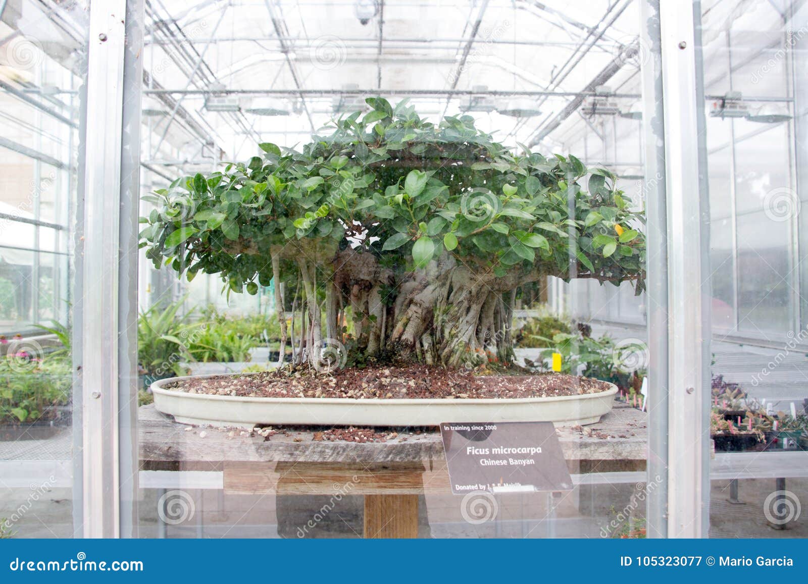 Greenhouse Denver Botanical Gardens Stock Image Image Of