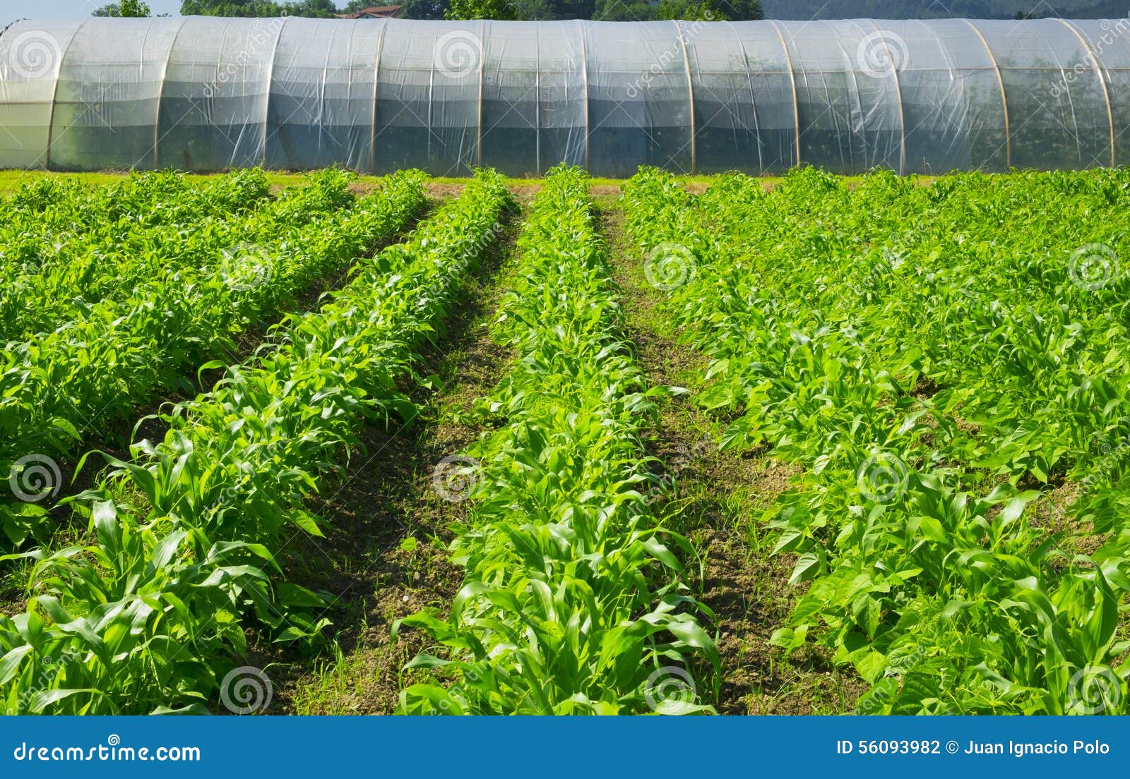 greenhouse on a farm for food production