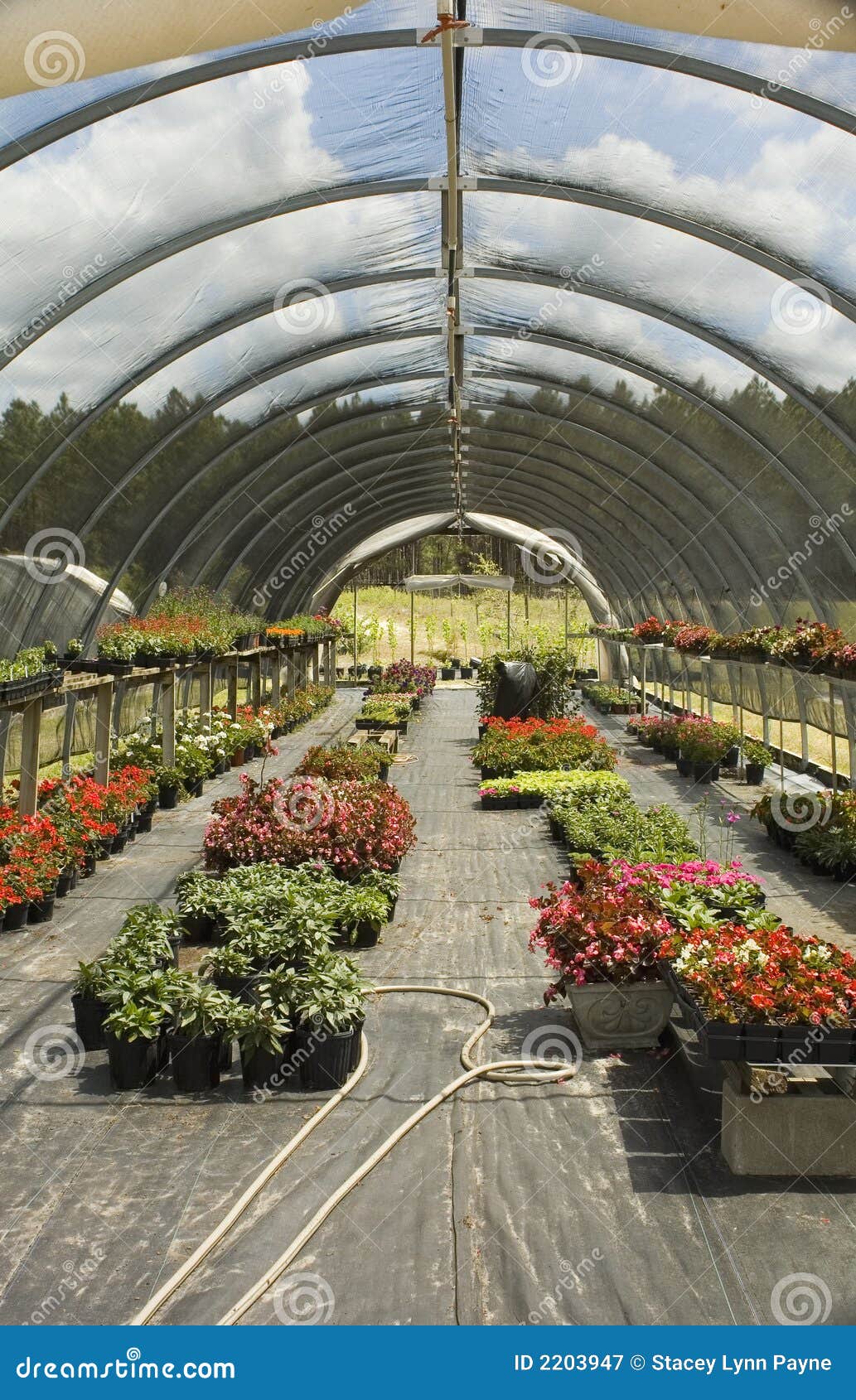 Greenhouse with Flowers stock image. Image of horticulture 2203947