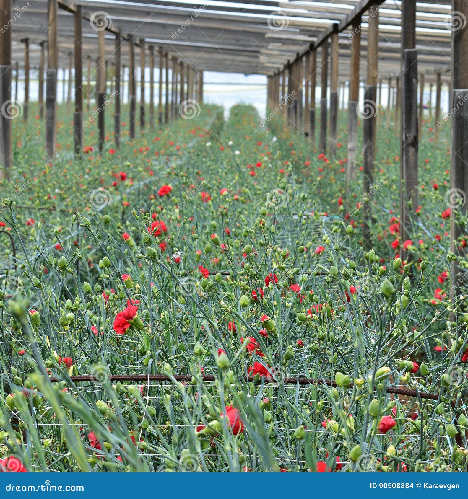 Greenhouse with Flowers of Carnation Stock Photo Image of closeup