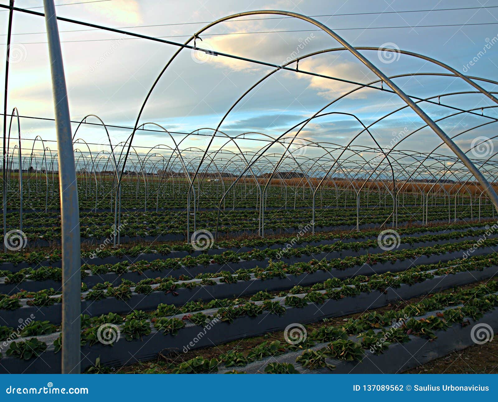 Greenhouse Frame in the Rays of the Setting Sun Stock Photo - Image of