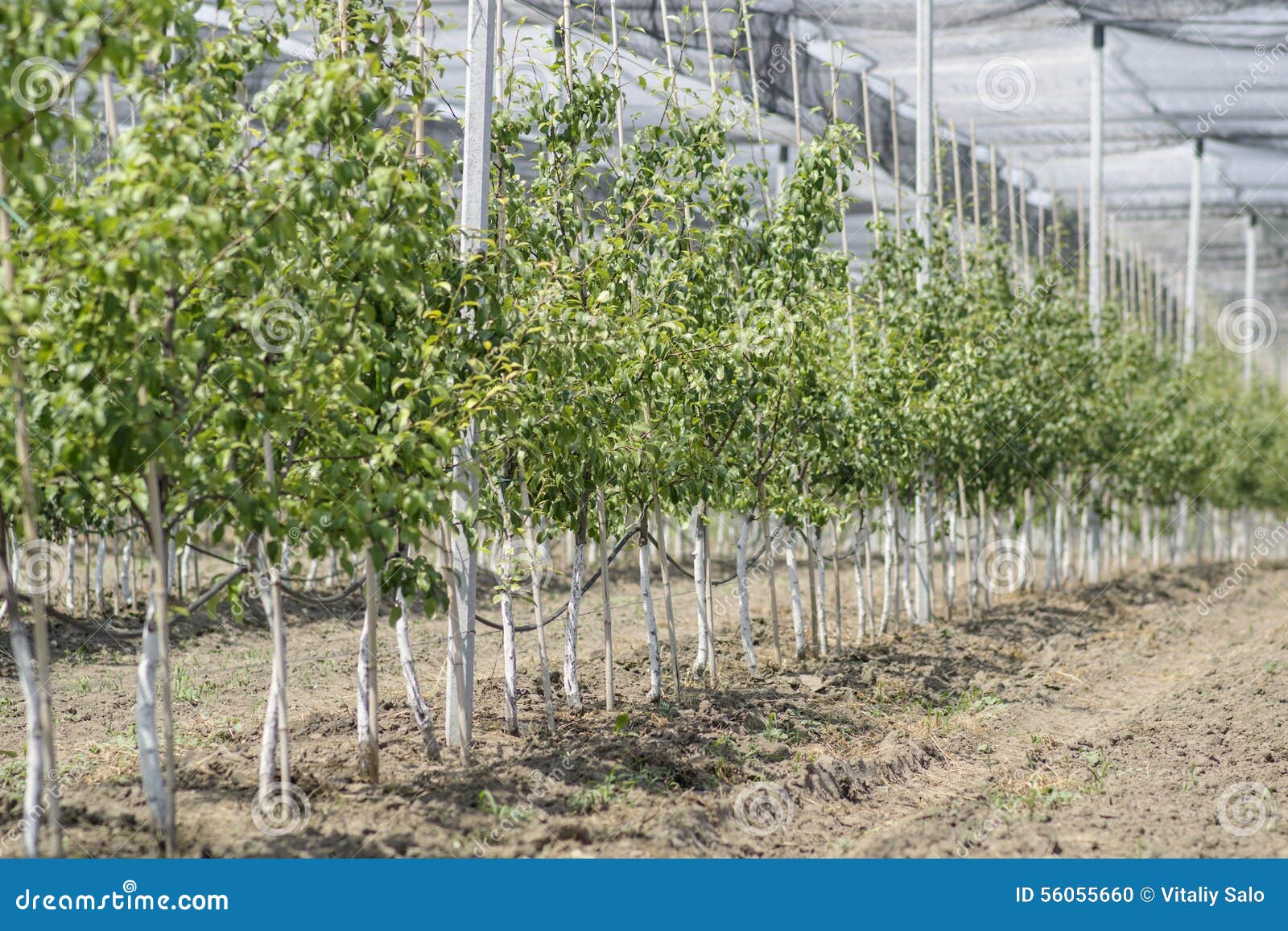 Greenhouse stock photo. Image of rearing, cherry, agriculture 56055660