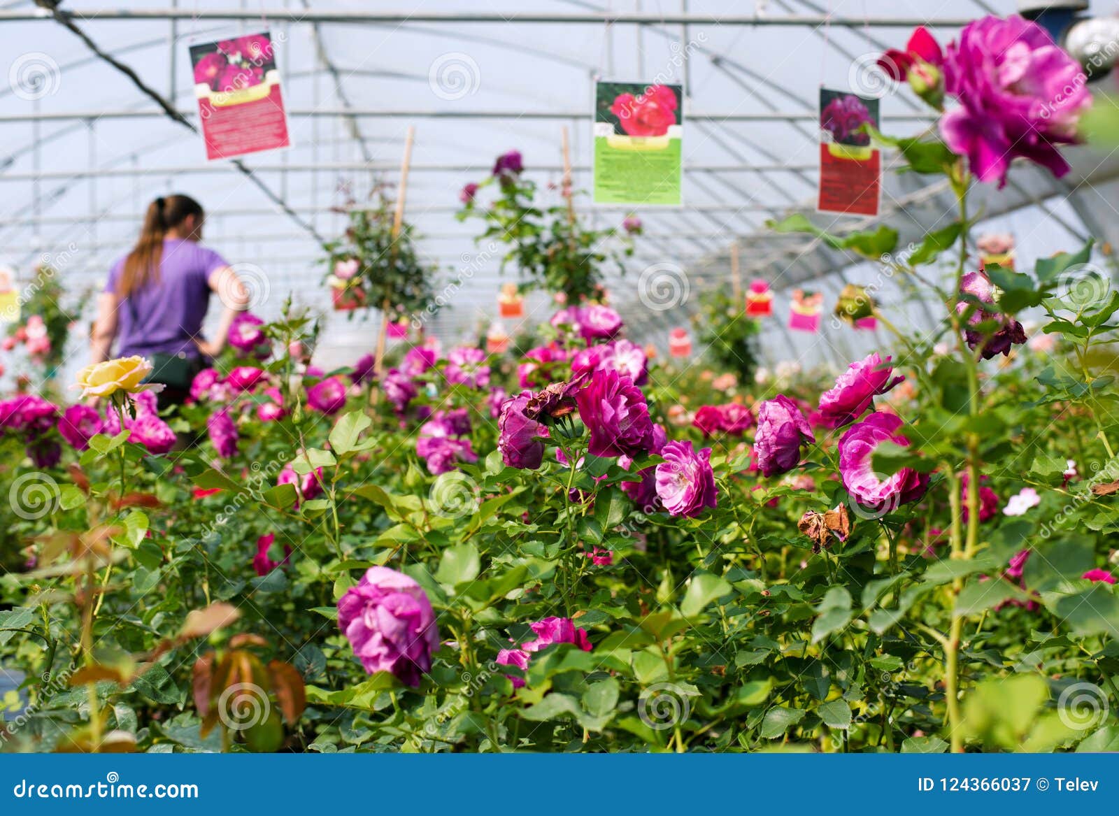 Greenhouse for Growing Roses Stock Image Image of farm, green 124366037