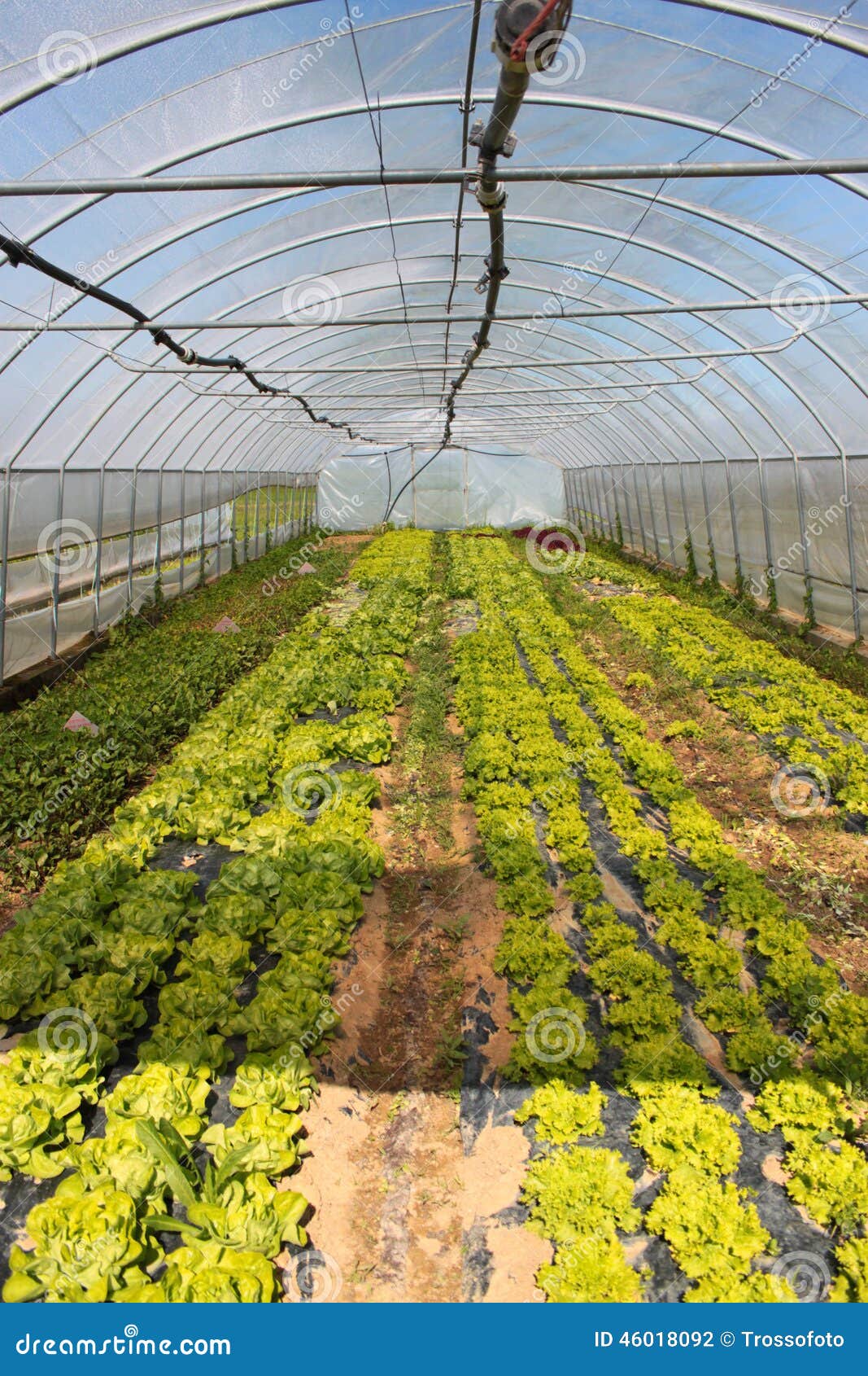 Greenhouse stock photo. Image of irrigation, grass, high 46018092
