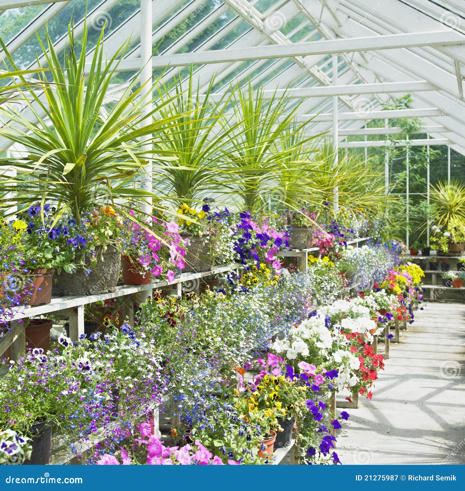 Greenhouse, Ireland stock image. Image of botany, flowerpot 21275987
