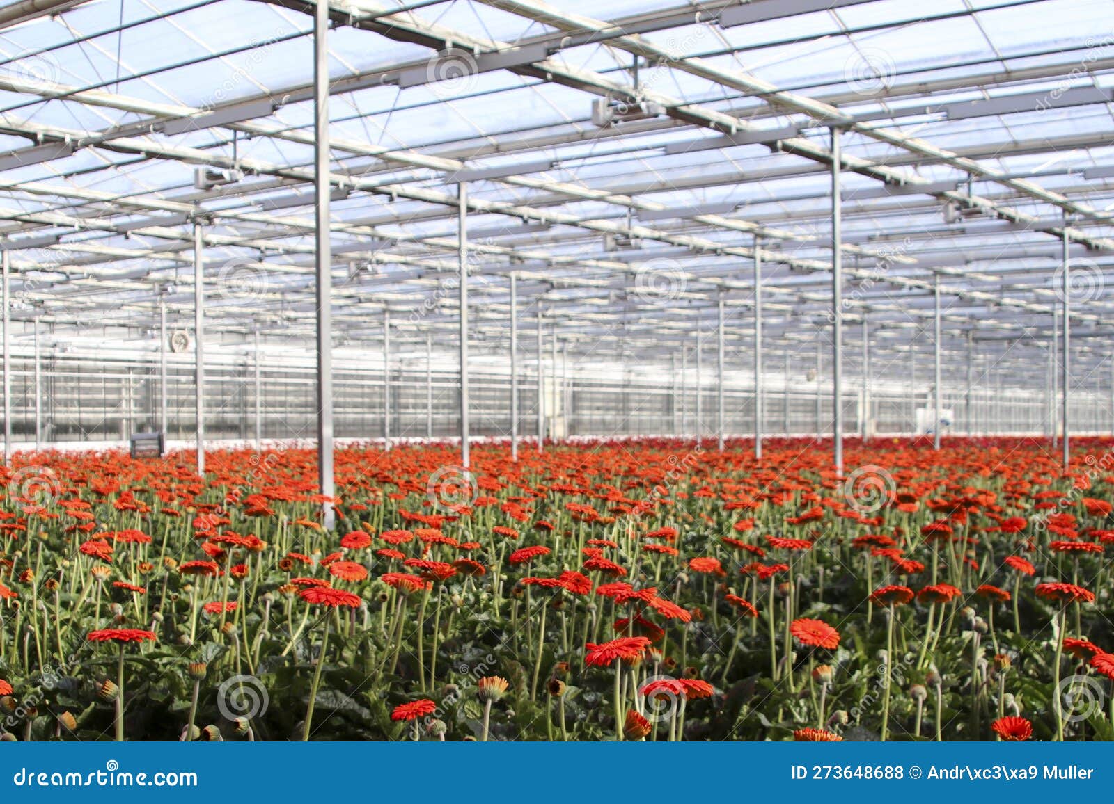 greenhouse led bellaza gerbera glass growing horticulture lights nieuwerkerk aan den ijssel orange red