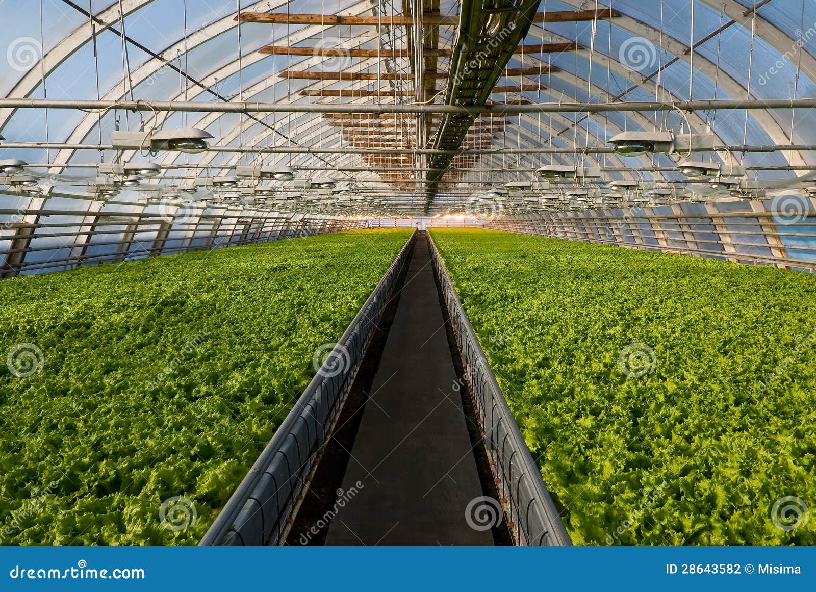 Greenhouse lettuce stock photo. Image of garden, husbandry 28643582