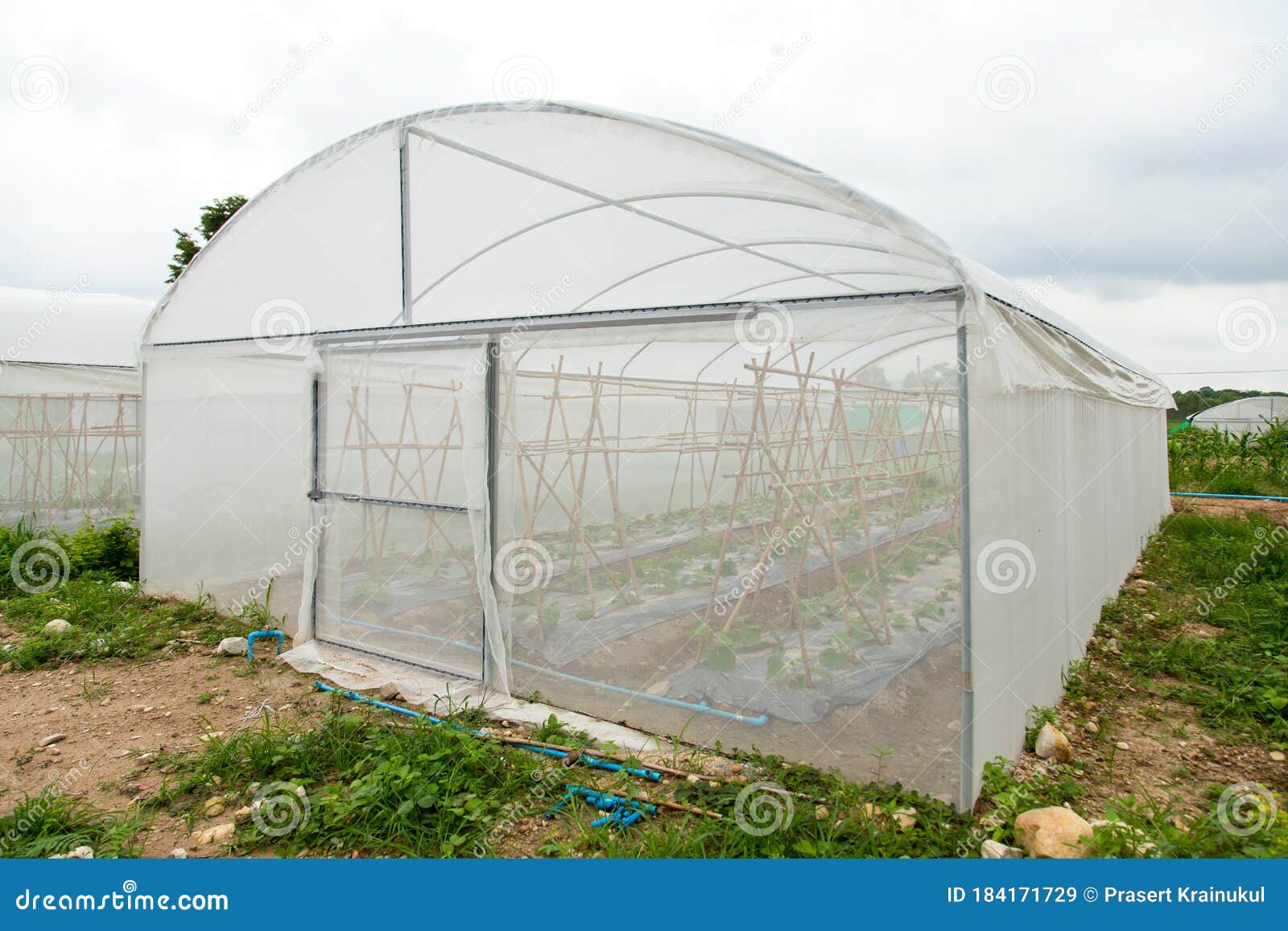 Greenhouse , Melon Farm at Thailand Stock Image Image of glasshouse