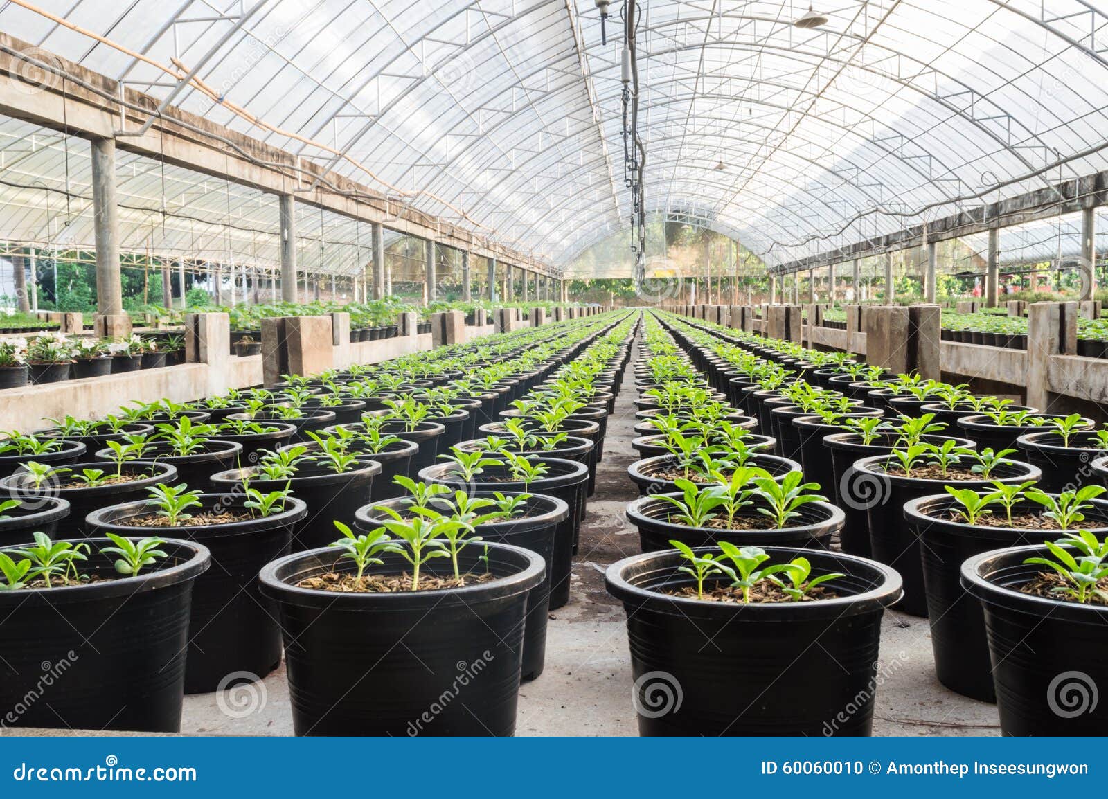 Greenhouse nursery stock photo. Image of fresh, business 60060010