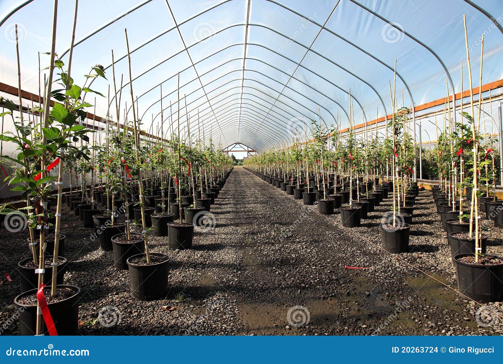 Greenhouse Plant Nursery, Oregon Stock Photo Image of protected, cage 20263724