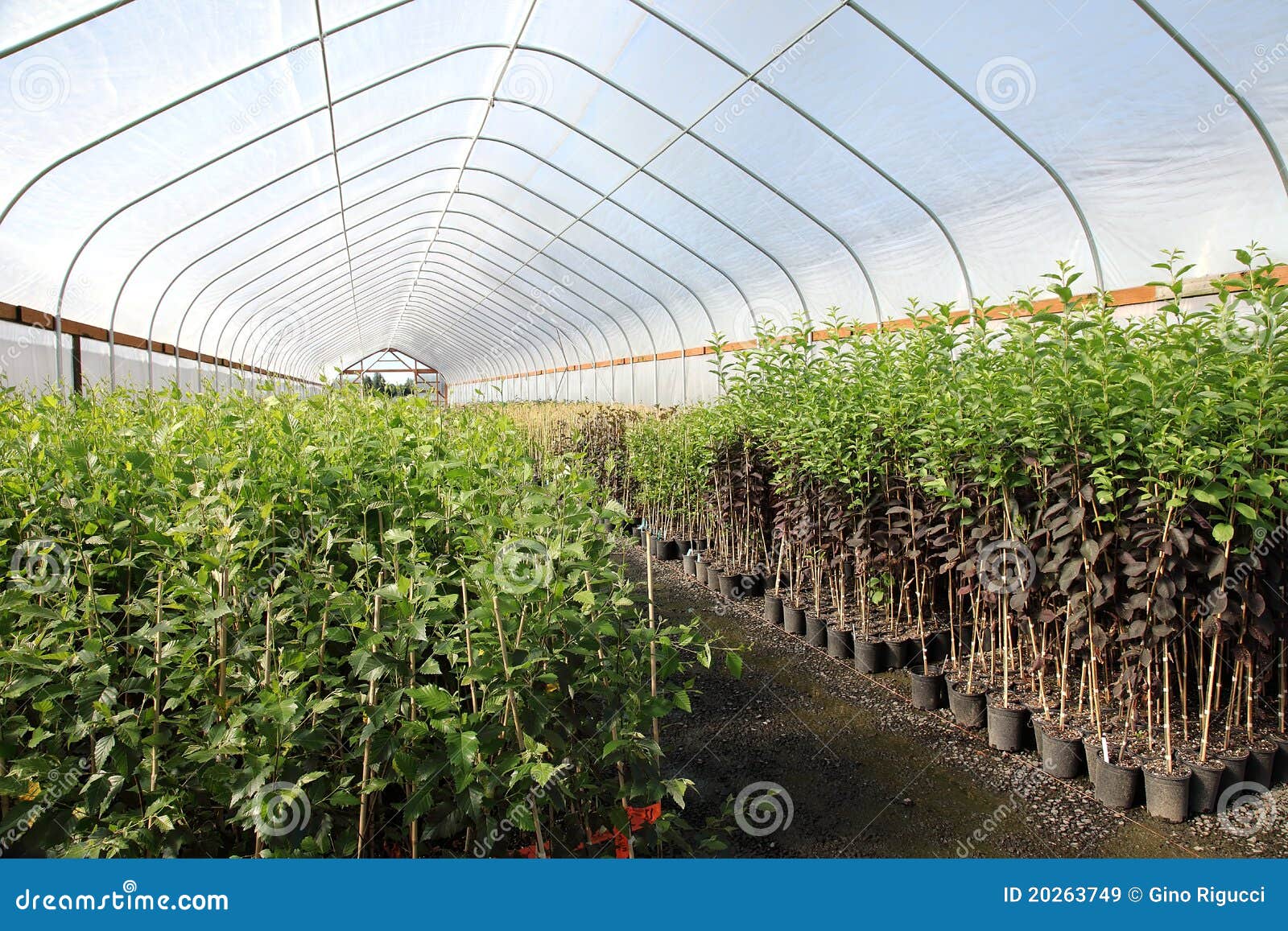 Greenhouse Plant Nursery, Oregon. Stock Image Image of organized