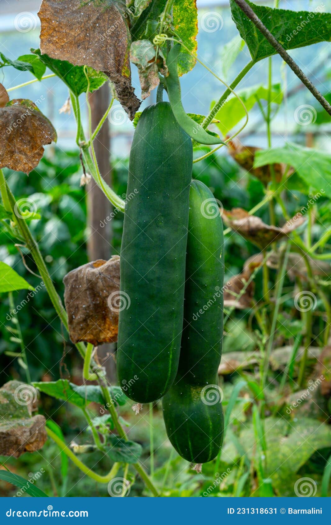 greenhouse with plantation of green salad cucumbers plants, agruculture in fondi, lazio, italy