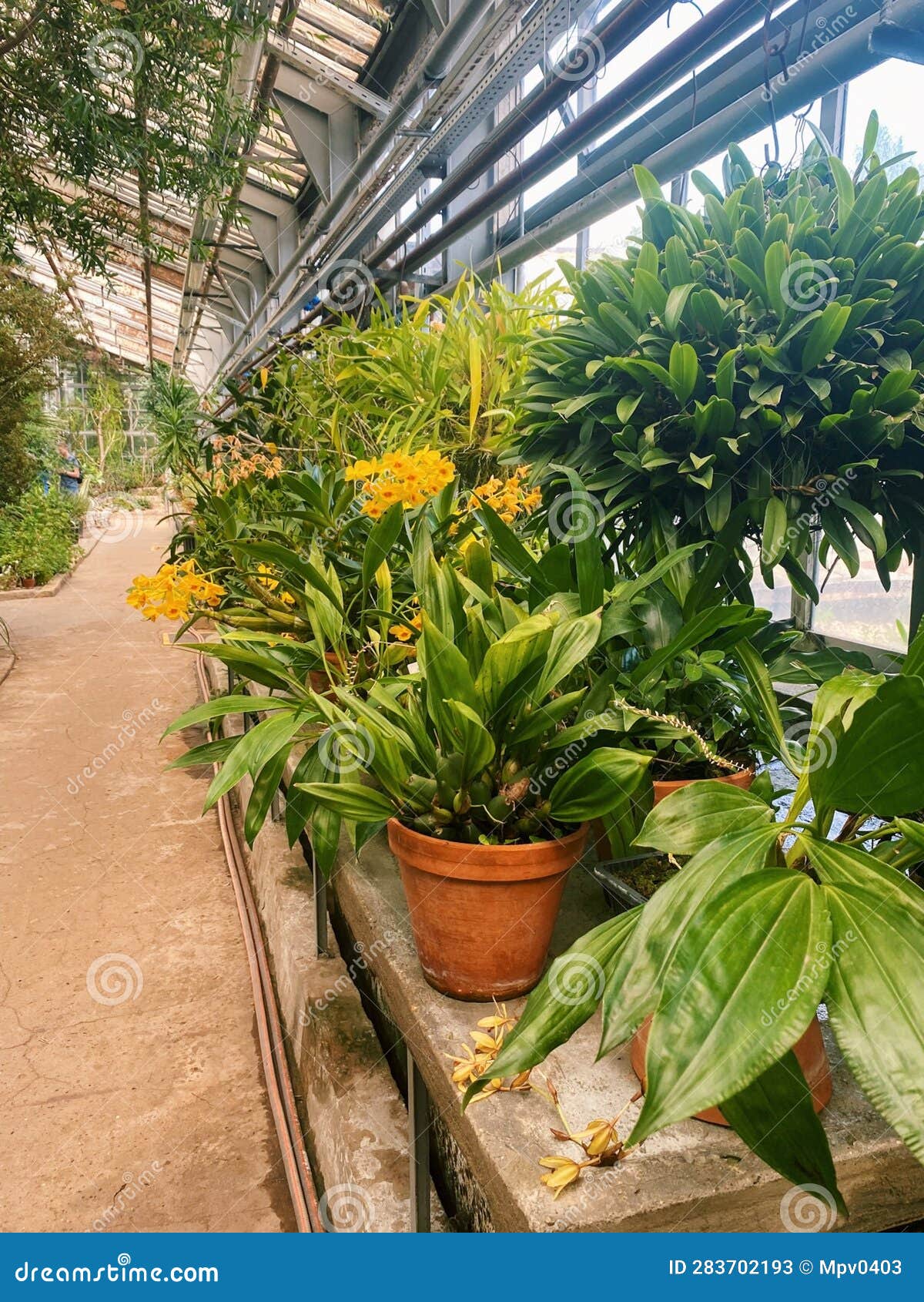 Greenhouse with Tropical Plants Stock Image Image of tree, orangery