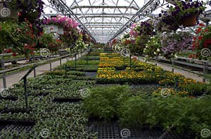 Greenhouse Plants And Flowers For Sale Stock Image Image Of Flower 