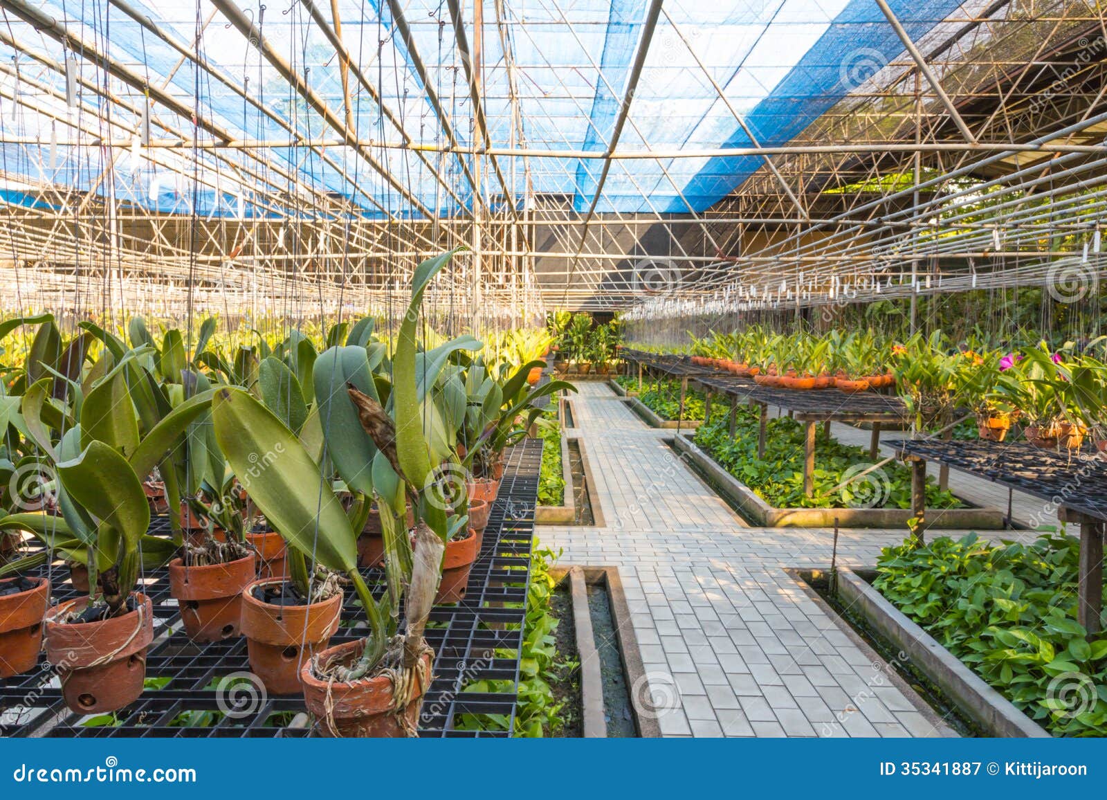 Greenhouse Plants in Garden Stock Image Image of greenhouse