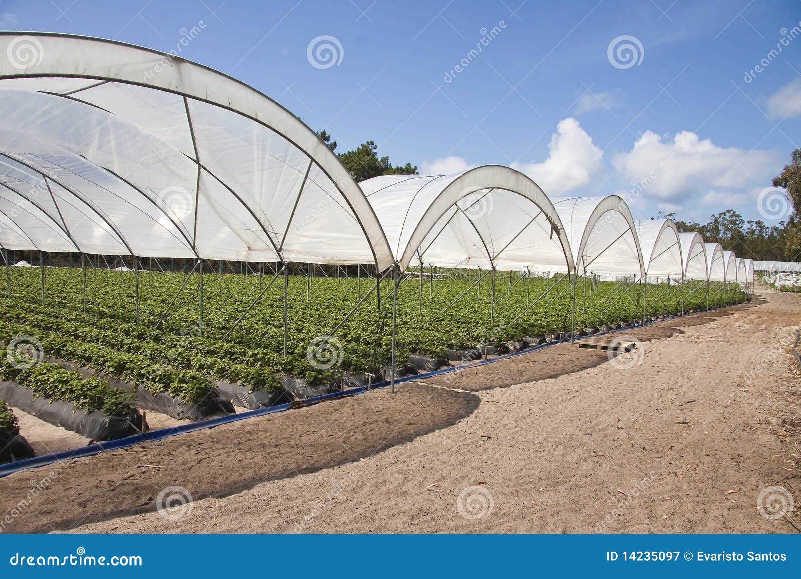 greenhouse production agriculture